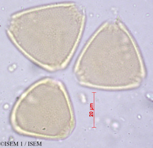 ISEM 1/Panopsis_pearcei_29450/Panopsis_pearcei_29450_0001(copy)_thumb.jpg